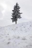 inverno e albero foto