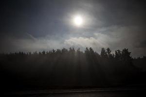 foresta nella nebbia, primo piano foto