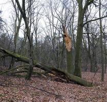 foresta di aceri in autunno foto