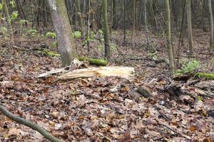 foresta di aceri in autunno foto