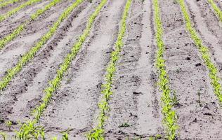 campo di mais, primo piano foto