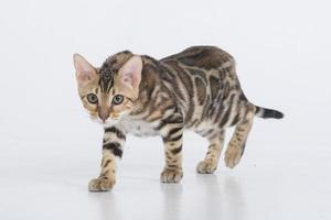 affascinante gatto bengala in posa in uno studio fotografico foto