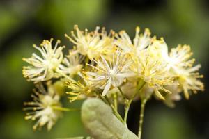 bellissimi fiori di tiglio foto