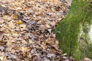 muschio d'albero autunnale foto