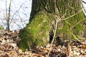 vecchio albero, primo piano foto