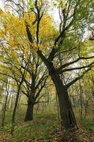 albero a foglie decidue, primo piano foto