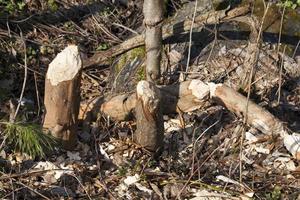 tronchi di piccoli alberi foto