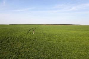 germe di grano in campo agricolo foto