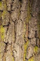 corteccia d'albero, primo piano foto