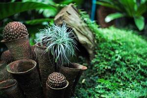 il fuoco selettivo sulla piccola pianta cresce nella ceramica di argilla con un giardino esterno sfocato sullo sfondo foto