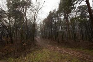 foresta autunnale senza alberi foto