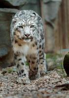 leopardo delle nevi in giardino zoologico foto