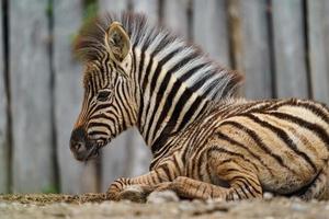 la zebra di Burchell che riposa foto