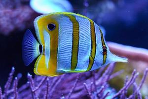 pesce farfalla Copperband in acquario foto