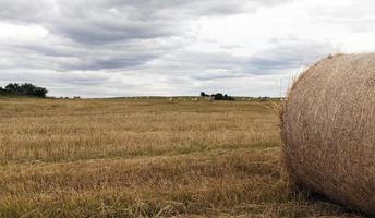 erba secca dei mucchi di fieno, foto