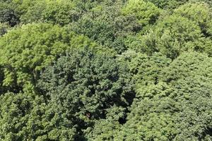 alberi coperti di fogliame verde in estate foto