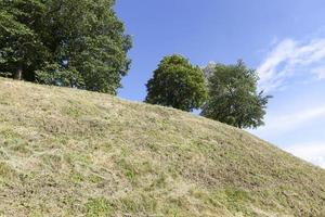 alberi che crescono su una collina con fogliame verde foto