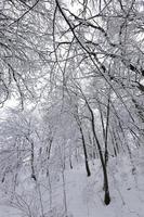 un gran numero di alberi decidui spogli nella stagione invernale foto