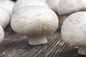 funghi champignon non lavati durante la cottura foto