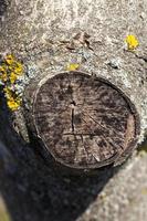 parti di tronco d'albero con corteccia foto