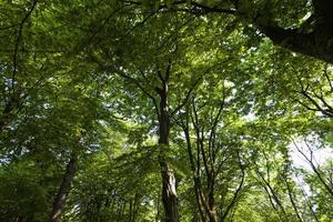 il fogliame degli alberi è illuminato dalla luce solare intensa foto