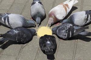 in piedi in un cerchio di piccioni foto