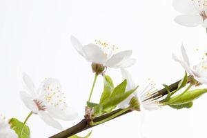 fiori di ciliegio, primi piani foto