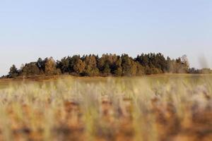 paesaggio autunnale, foresta foto