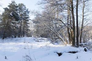 alberi coperti di neve e ghiaccio foto