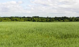 campo agricolo di avena foto