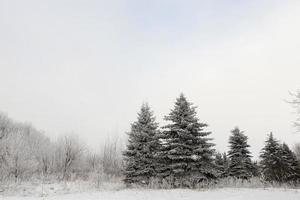 abete delle zampe di neve foto