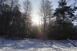 conifere e latifoglie senza fogliame in inverno foto