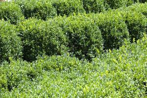 alberi coperti di fogliame verde in estate foto