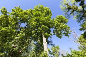 il fogliame degli alberi è illuminato dalla luce solare intensa foto