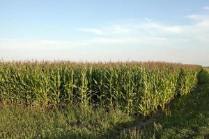 campo di grano, estate foto