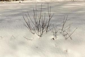 terreno coperto ed erba con uno spesso strato di neve dopo un ciclone foto