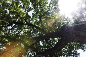 alberi coperti di fogliame verde in estate foto