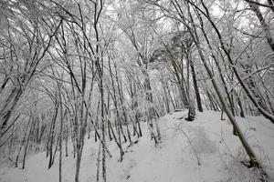 parco invernale con alberi senza fogliame foto