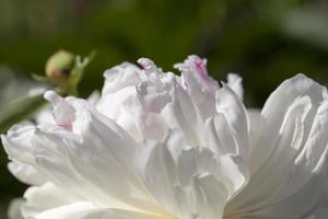 peonie bianche che fioriscono in estate foto