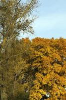 cambiare il colore dell'acero nella stagione autunnale foto