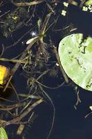 zona paludosa con diversi tipi di piante che crescono in acqua foto