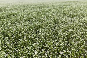 fiori bianchi di grano saraceno durante la fioritura foto