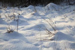 neve caduta durante una nevicata ed erba secca foto