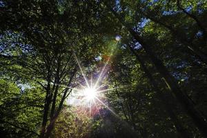 il fogliame degli alberi è illuminato dalla luce solare intensa foto