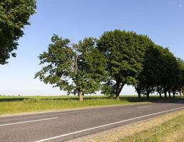 aceri che crescono lungo la strada foto