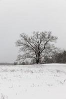 albero deciduo senza foglie in inverno, freddo gelido foto