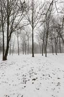 clima invernale nel parco o nella foresta e alberi a foglie caduche foto