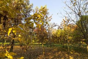 alberi decidui nella stagione autunnale durante la caduta delle foglie foto