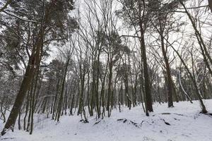 un gran numero di alberi decidui spogli nella stagione invernale foto