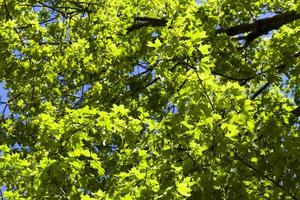 fogliame di acero verde giovane in primavera foto